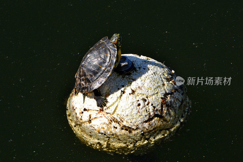 乌龟在浮标