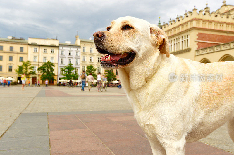 拉布拉多寻回犬