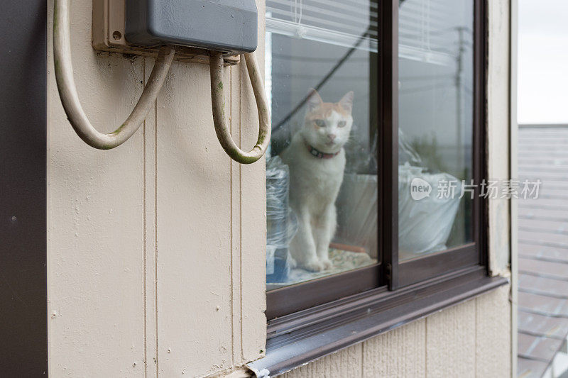 透过窗户看的猫