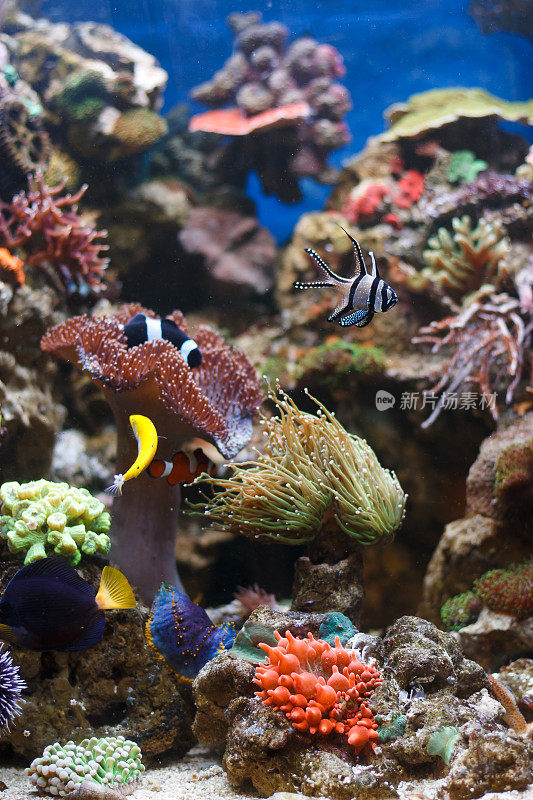 在水族馆里游泳的海洋鱼类