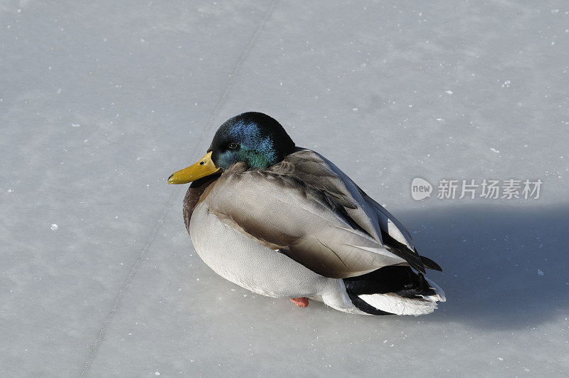 冰上的野鸭鸭