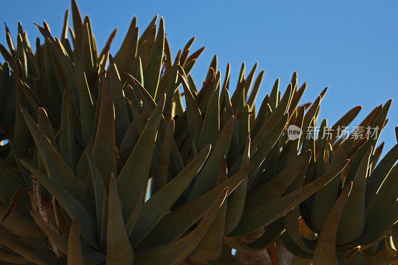 纳米比亚:纳米布沙漠中的箭袋树-叶子