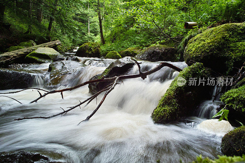 小河流在绿色的森林