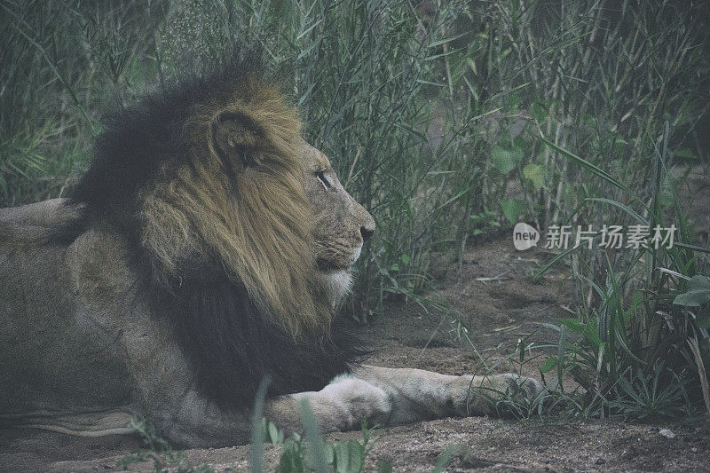 克鲁格野生动物保护区的雄狮
