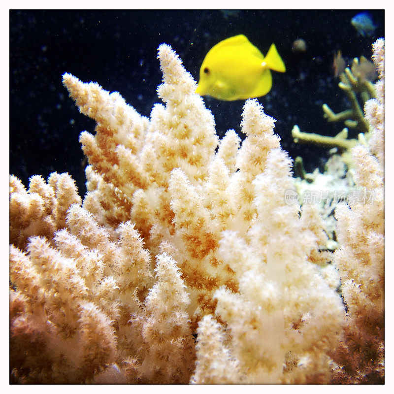 水族馆里的珊瑚和鱼