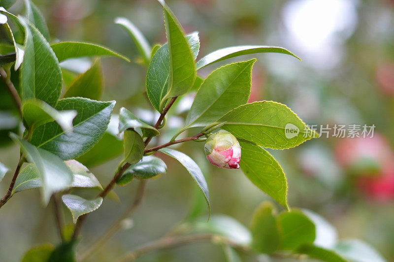 山茶花