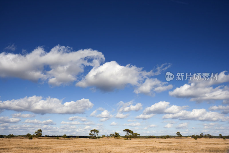 荷兰的Veluwe，草原和湛蓝的天空