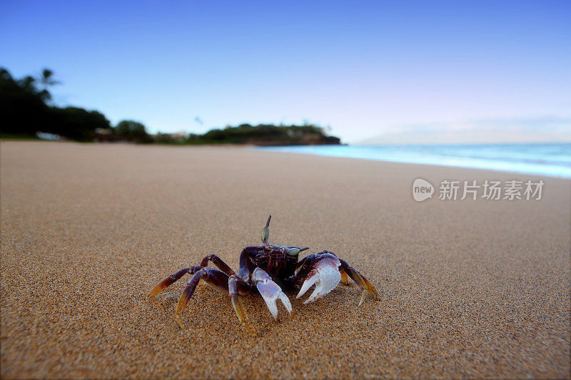 清晨海滩上的螃蟹
