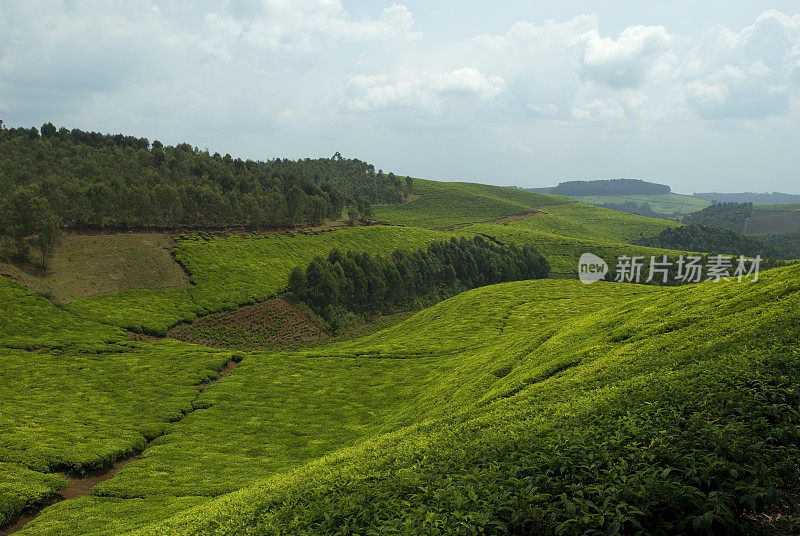 非洲中部连绵起伏的山丘上有茶园