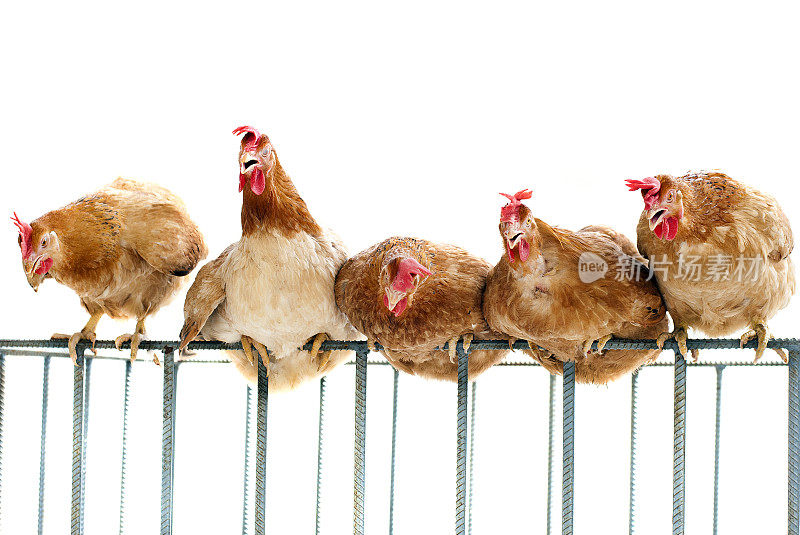 一群鸡排成一排栖息在笼子里