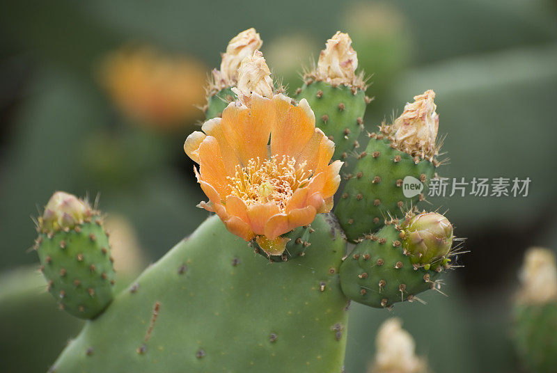 仙人掌花特写，选择性聚焦