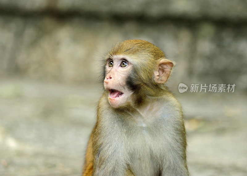 猴子宝宝的表情