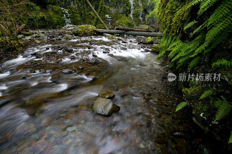 流经被蕨类植物环绕的峡谷的水