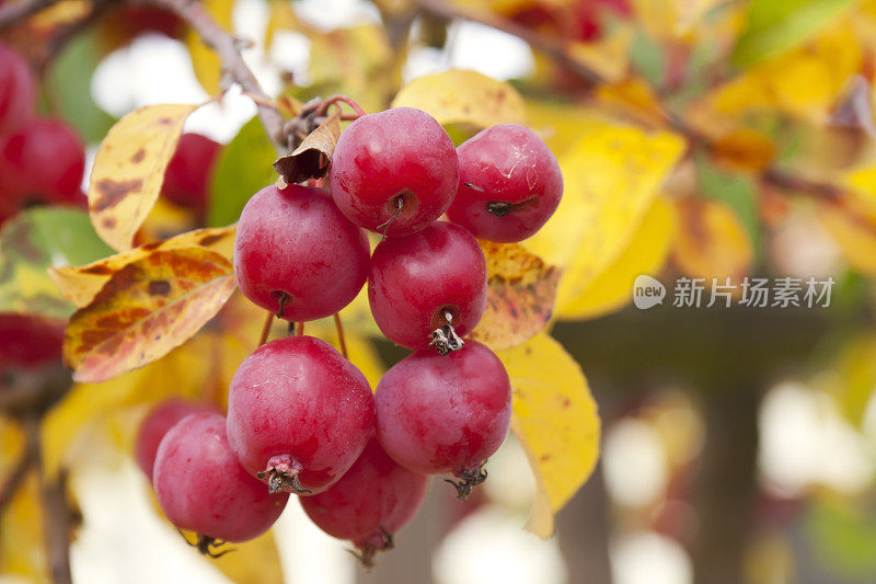 Zierapfel,垃圾苹果