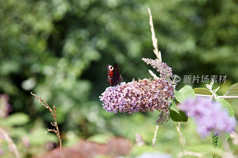 孔雀蝴蝶在花上