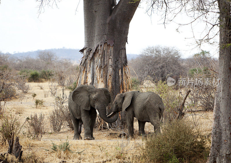 坦桑尼亚Ruaha，大象在一棵巨大的猴面包树前打招呼。