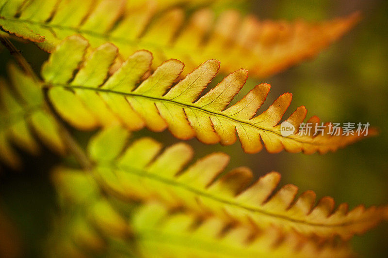 蕨类植物在秋天