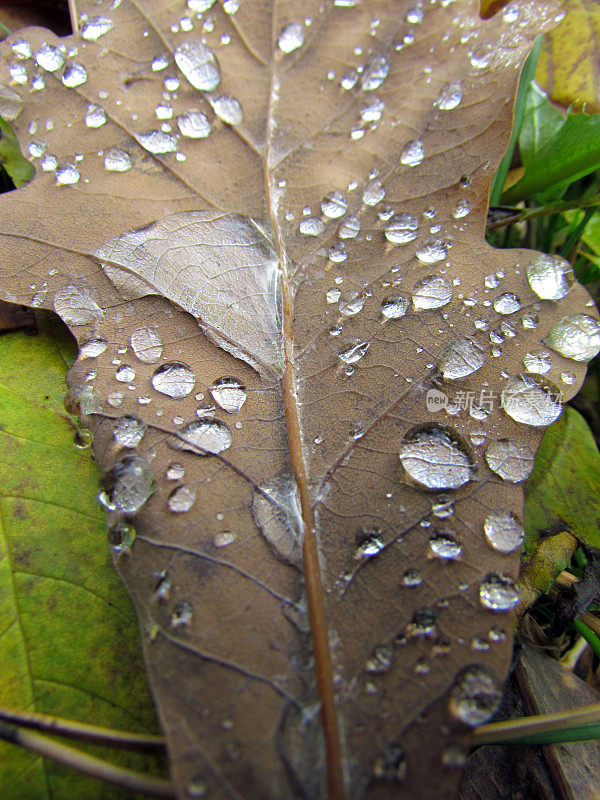 雨滴落在秋叶上