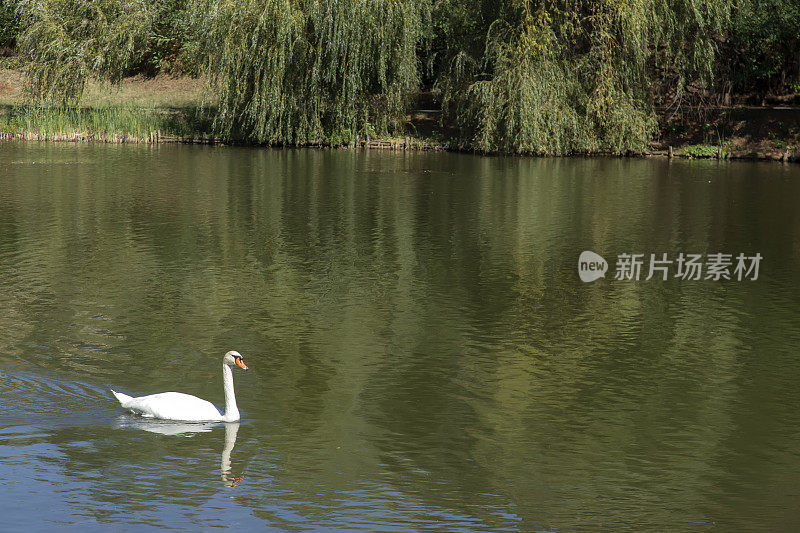 湖上的白天鹅