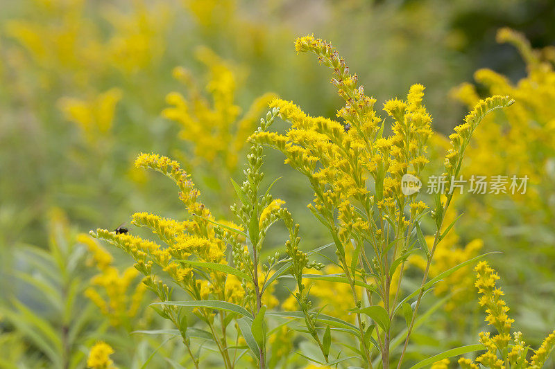 加拿大黄花(一枝黄花)