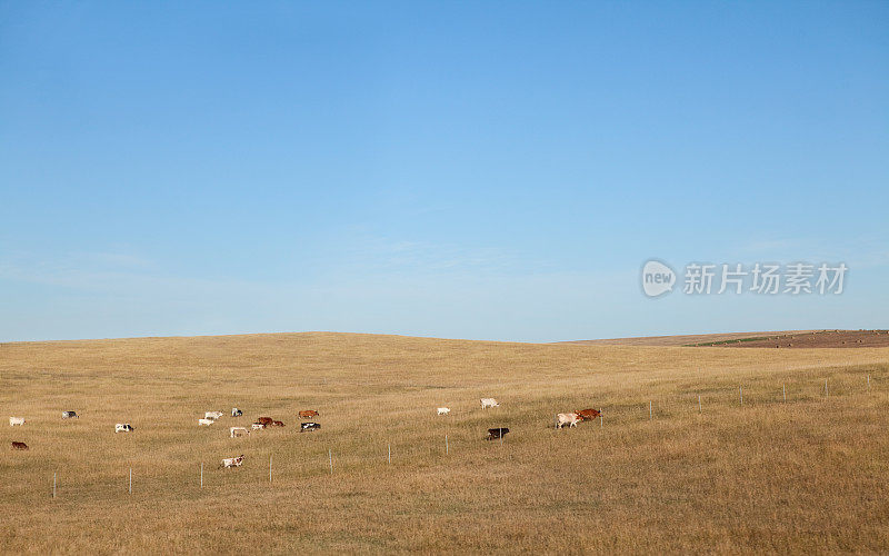 在南达科他草原上放牧的牛
