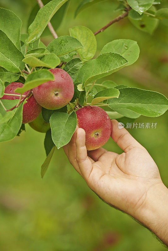 摘苹果