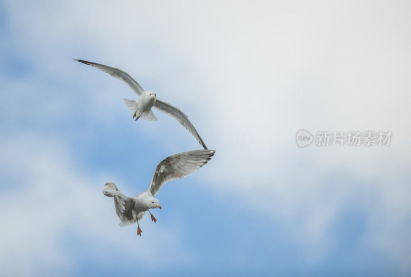 两只海鸥飞得很近