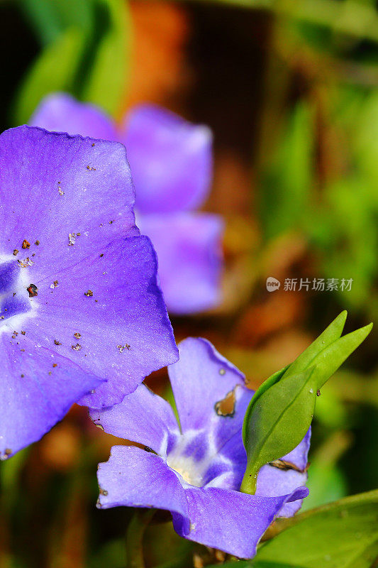 长春花