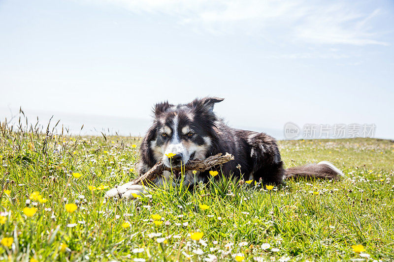 友好的边境牧羊犬啃草