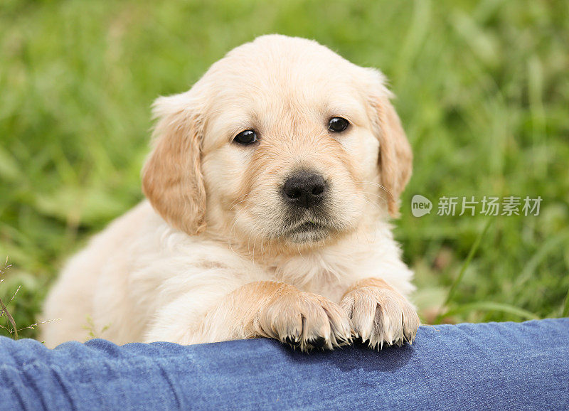 金毛猎犬小狗