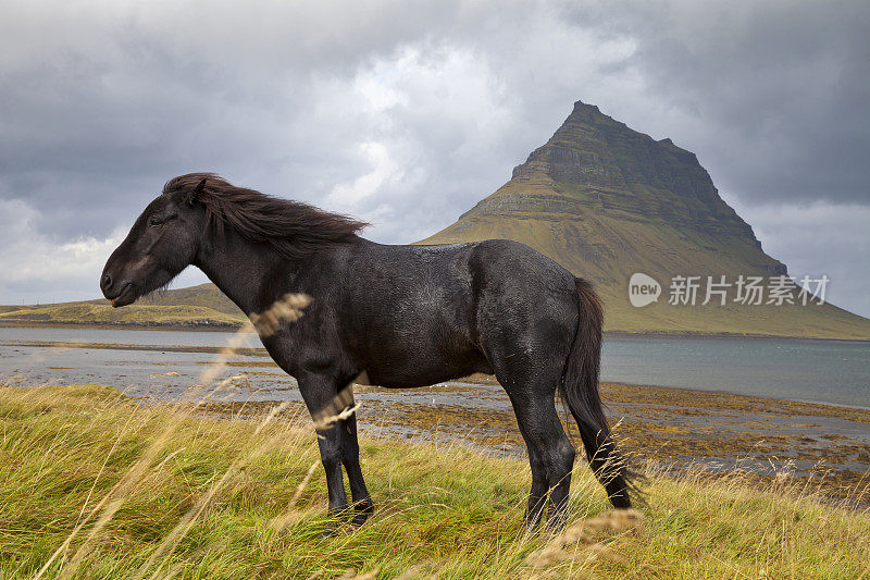 冰岛的黑马