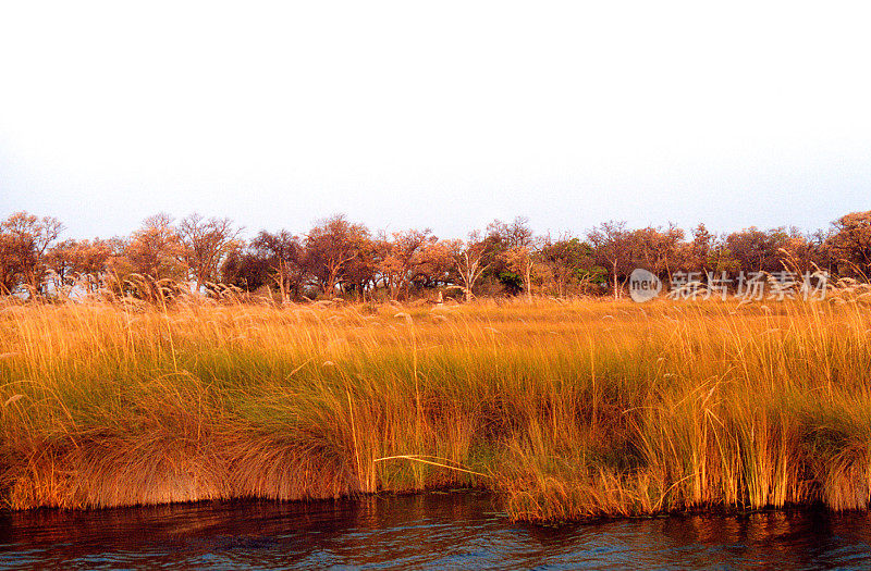 博茨瓦纳风景:沼泽与橙色草在日落