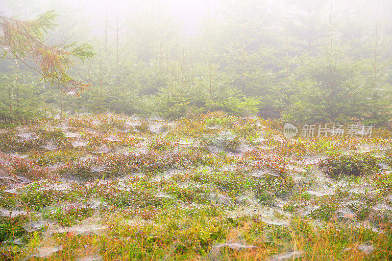 多雾的秋日，蓝莓植物上的蜘蛛网