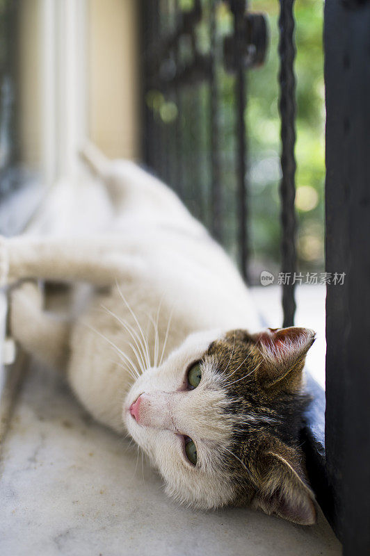 阳台上的流浪猫