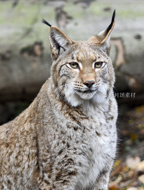 野生山猫