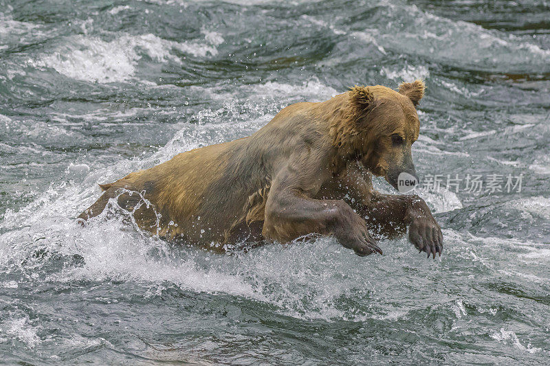 棕熊(灰熊)跳进河里追逐鲑鱼