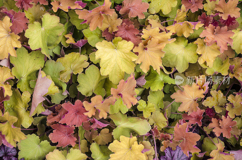 Heuchera，珊瑚钟，秋季植物背景