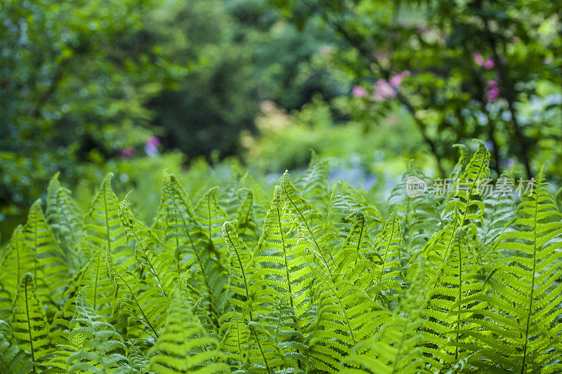 花园里的蕨类植物