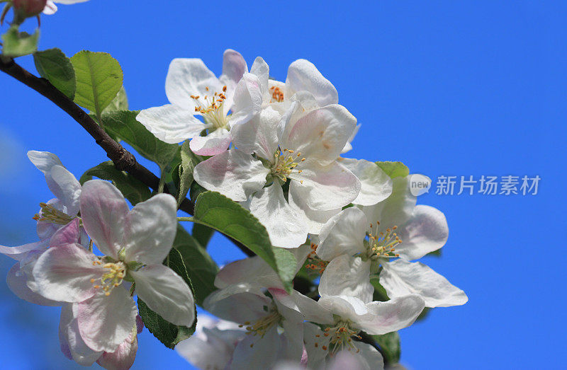 苹果在春天开花