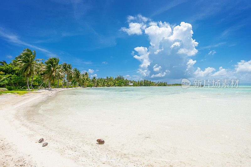 有椰子树的波拉波拉梦幻海滩