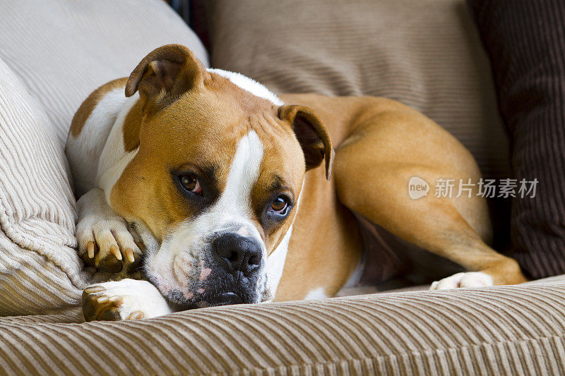 一只拳师犬躺在沙发上，眉毛上扬