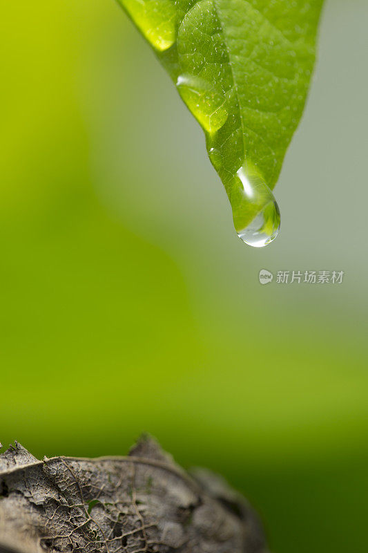 带雨滴的叶子