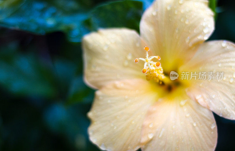 雨后淡橙色的芙蓉花(特写)