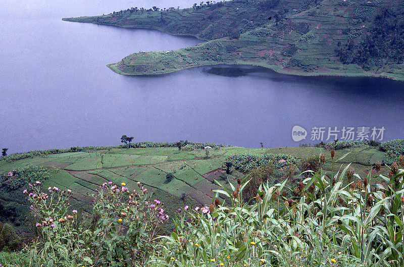 鲜花绿庄稼山坡，卢旺达，中非