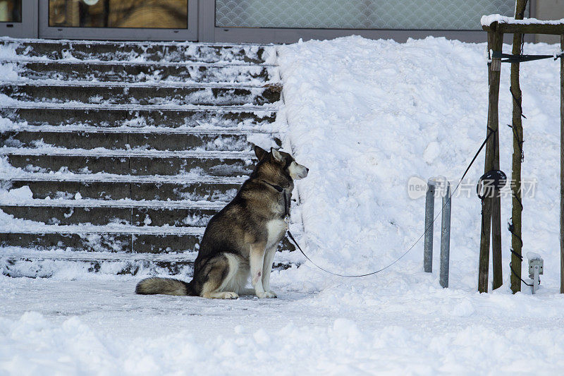 狗在雪地上