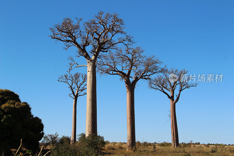 马达加斯加:Andranovory附近的猴面包树