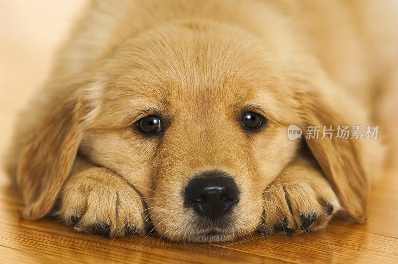 金毛寻回犬躺在硬木地板上
