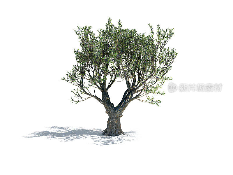 在白色背景上孤立的橄榄树