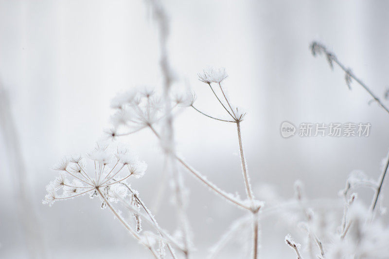 干燥植物上的雪和霜