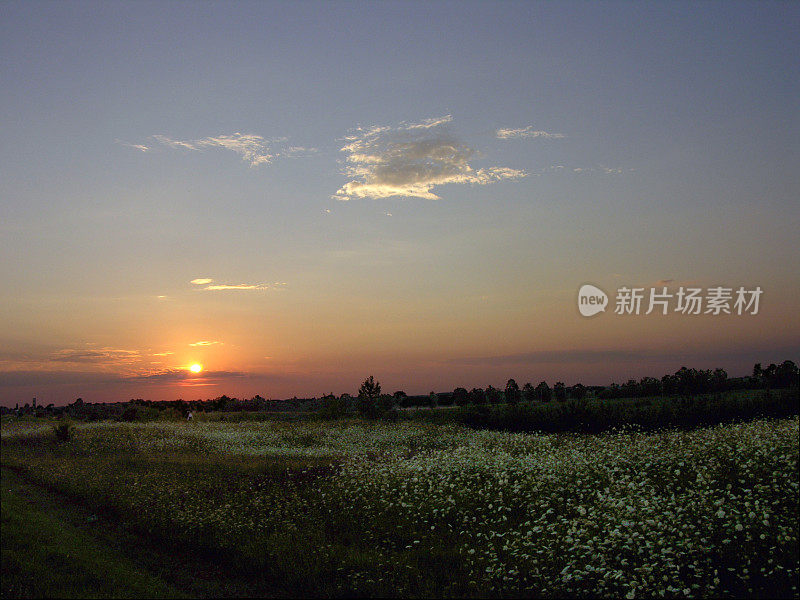 晚霞中的雏菊